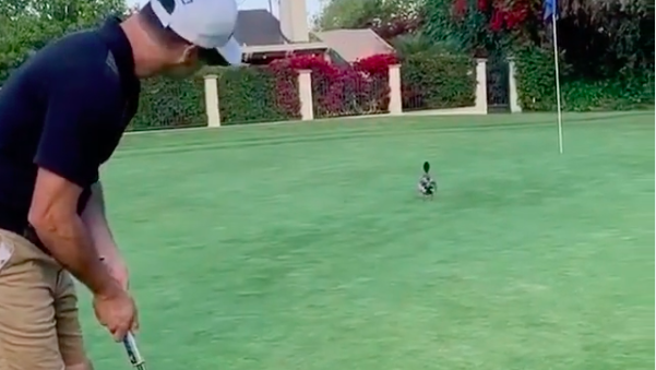 Did you know this rule about hitting animals with your ball when putting?